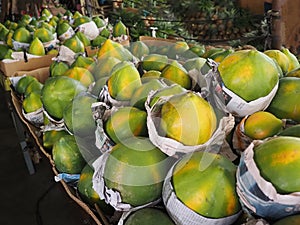 Closeup of papaya fruit, Binan wholesale market