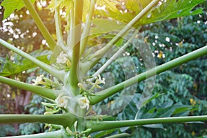 Closeup of papaya tree with flowers and buds. Agriculture and farming.