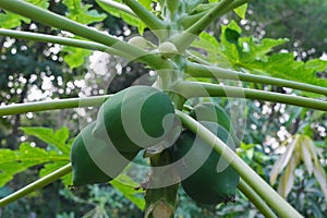 Closeup of papaya tree with green fruits. Agriculture and farming.