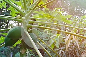 Closeup of papaya tree with green fruits. Agriculture and farming.