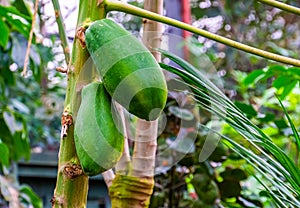 Closeup of papayas growing on the plant, tropical fruiting plant specie from America