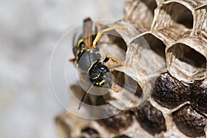 Closeup of Paper wasp, Polistes dominula and nest
