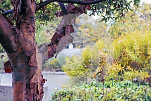 A closeup of the Paperbark Maple tree in the park