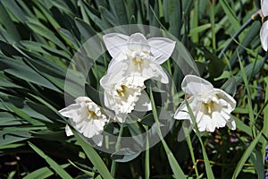 Closeup of a Paperwhite narcissus flower surrounded by greenery