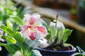 Closeup of Paphiopedeilum or Lady slipper orchid