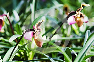 Closeup of Paphiopedeilum or Lady slipper orchid