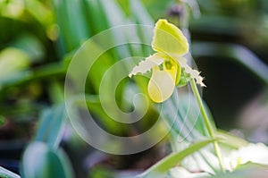 Closeup of Paphiopedeilum or Lady slipper orchid