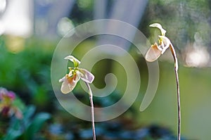 Closeup of Paphiopedeilum or Lady slipper orchid