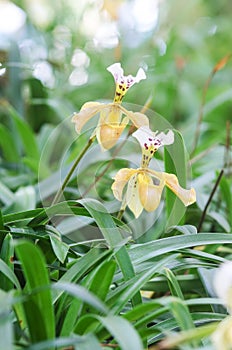 Closeup of Paphiopedeilum or Lady slipper orchid