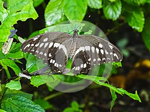 Closeup of a papilio constantinus butterfly on a leaf