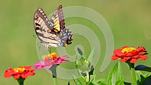 Closeup of Papilio machaon butterfly flying over flowers isolated in blurred background