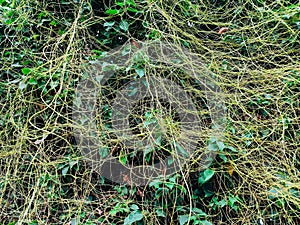 Closeup of parasitic dodder plant in a field