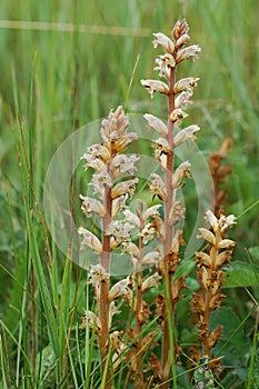 Closeup on the parasitic small or clover broomrape, Orobanche minor