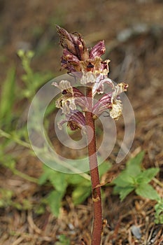 Closeup on a parasitic Thyme Broomrape , Orobanche alba, in the Austrian alps