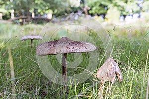 Closeup Parasol fungus The Netherlands