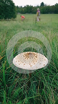 Closeup of parasol mushroom on a meadow.
