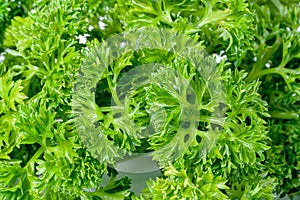 Closeup Parsley leaf or Petroselinum crispum leaves ,Green leaves pattern
