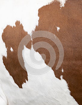 Closeup of part of cowhide from red and white spotted cow