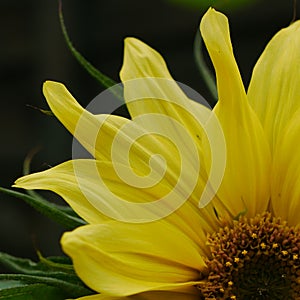 Closeup of part of yellow sunflower