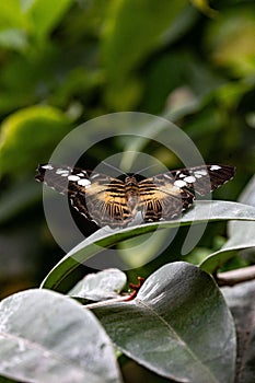 Closeup of a Parthenos sylvia butterfly on leaves in a field with a blurry background