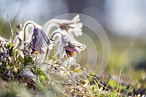 Closeup of pasque flower at sunlight in spring