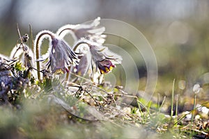 Closeup of pasque flower at sunlight in spring