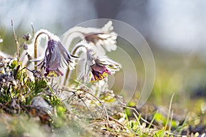 Closeup of pasque flower at sunlight in spring