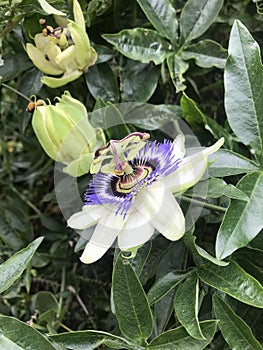 Closeup of Passiflora caerulea flower
