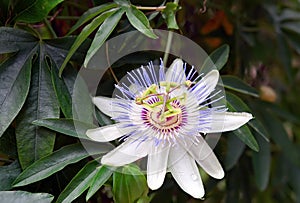 Closeup of Passiflora, the passion flower