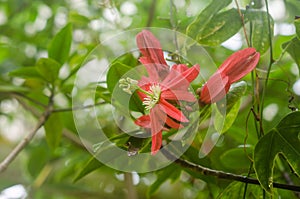 Closeup of Passiflora racemosa