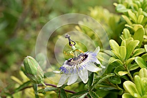 Closeup of passion fruit flower in summer garden/ Closeup and macro nature photography