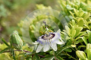 Closeup of passion fruit flower in summer garden/ Passiflora flower white and purple with green leafs background