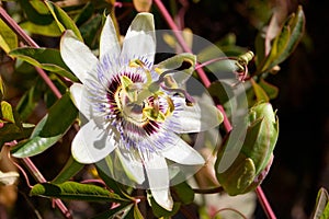 Closeup Passionfruit - Giant Granadilla