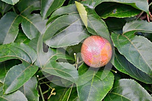 Closeup of passionfruit growing in the wild in Hawaii