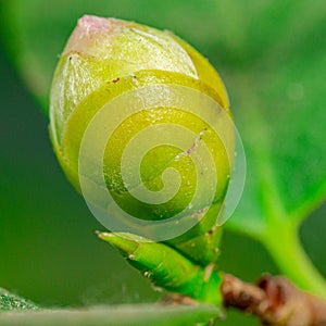 Closeup of pastel pink Camellia Japonica flowers of L.CV.Prof Filippo Parlatore Sort