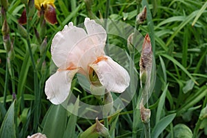 Closeup of pastel pink flower of Iris germanica in May