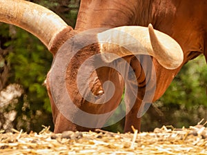 Closeup of a pasturing Ankole-Watusi cattle with big horns