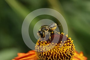 Closeup on a Patchwork leafcutter solitary mason bee, Megachile centuncularis on an orange Helenium flower in the garden