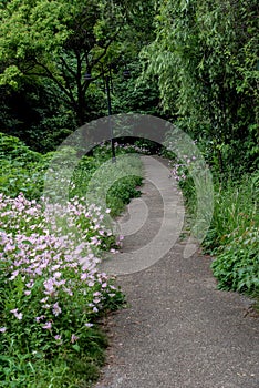 A path through the woods