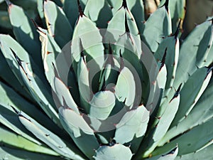 Closeup Pattern of a Agave Cactus