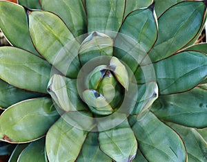 Closeup Pattern of a Agave Cactus