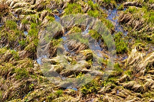 Closeup pattern of Biebrza river Bagno Lawka wetlands in spring aside Carska Droga in Podlsasie region of Poland photo