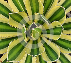 Closeup Pattern of a Cactus