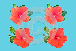 Closeup of pattern four orange red colour hibiscus flower blossom blooming isolated on cyan background, stock photo, spring summer