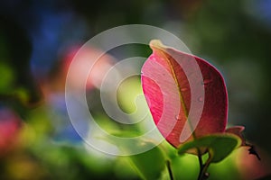 Closeup pattern of leaves with backlight effect. nature composition with noise and grains effect.