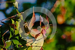 Closeup pattern of leaves with backlight effect. nature composition with noise and grains effect.