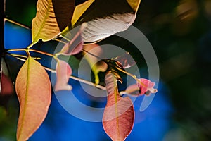 Closeup pattern of leaves with backlight effect. nature composition with noise and grains effect.