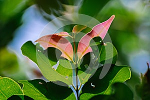 Closeup pattern of leaves with backlight effect. nature composition with noise and grains effect.