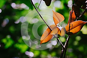 Closeup pattern of leaves with backlight effect. nature composition with noise and grains effect.