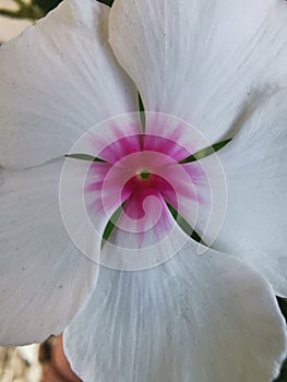 closeup pattern of petals of this whÃÂ±te periwinkle with ÃÂ±ntrÃÂ±cate pink and red centre photo